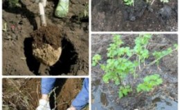 How to transplant gooseberries correctly