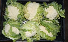 The best ways to keep cauliflower for the winter at home