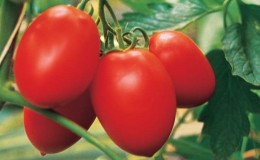 High-yielding and unpretentious Benito tomato - the secrets of getting a rich harvest