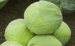 Unpretentious cold-resistant cabbage variety