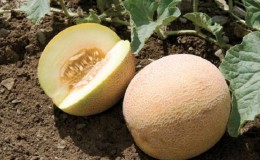 Where and how to preserve melon before the New Year at home