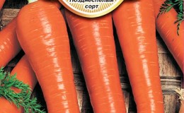 Features of the Rote Riesen carrot variety: description, agricultural technology, reviews
