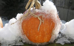 Is it possible to freeze a pumpkin while retaining the maximum of useful properties: we will study all possible options and choose the best