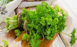 The incredible properties of parsley to improve the potency of men