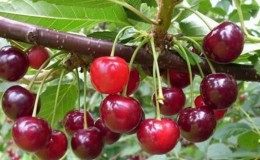 The best cherry varieties for central Russia