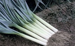 Step-by-step instructions: how to grow leek seedlings