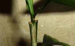 How to properly plant a lemon at home so that it does not hurt and bear fruit