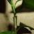 How to properly plant a lemon at home so that it does not hurt and bear fruit