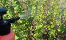 How and what to spray currants in the spring from pests and diseases