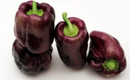 Unusual variety with purple fruits - Big Papa pepper and the nuances of its cultivation