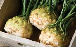 Why Root Celery is Good, How to Grow and Use It Properly