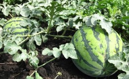 Do plucked watermelons ripen at home