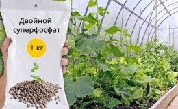The use of superphosphate for fertilizing cucumbers in the garden and in the greenhouse