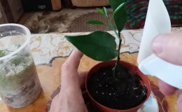 Propagation of lemon by cuttings and growing at home