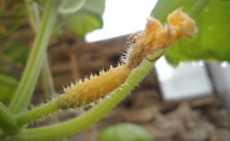 What to do if cucumber ovaries turn yellow in the greenhouse