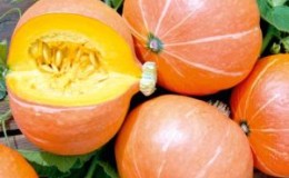 Very compact and prolific pumpkin