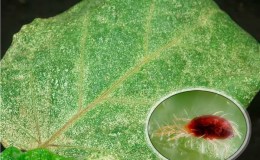 What is the danger of a spider mite on eggplant and how to effectively deal with it