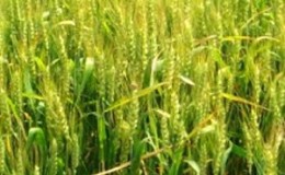 Winter wheat