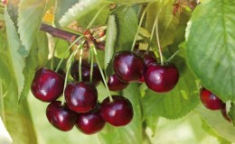 The best cherry varieties for the Moscow region and a guide to their selection