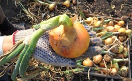 Winter varieties of onion sets for planting before winter