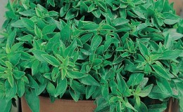 What is good about the Dwarf basil variety: reviews of those who grew it, advantages and disadvantages