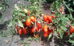 Tomato