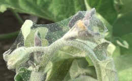 How to deal with spider mites on pepper seedlings: effective methods for quickly defeating the pest