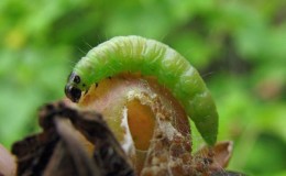 Who eats gooseberries and how to deal with pests