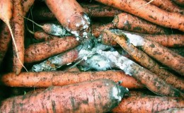 What to do if carrots rot during storage and why it happens