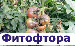 We treat the popular tomato disease quickly and easily: boric acid from late blight on tomatoes