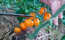 Step-by-step instructions for growing a