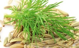 Why are dill seeds useful for the pancreas and how to use them correctly