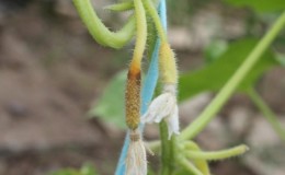 Why do cucumber ovaries turn yellow and what to do to save the crop