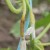 Why do cucumber ovaries turn yellow and what to do to save the crop