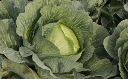 Characteristics and description of the cabbage variety Wintering: photos, reviews and features of agricultural technology