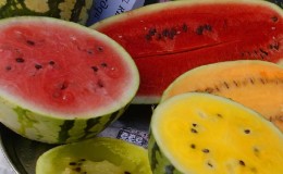 The most delicious varieties of watermelons: description and characteristics