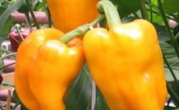 Features of the salad variety of pepper