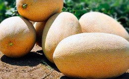 Sweet and fragrant Uzbek melon
