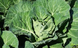 Why cabbage is not tied to the head and what to do to fix it