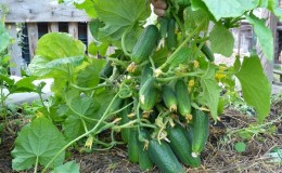 Characteristics of bush cucumbers and cultivation features