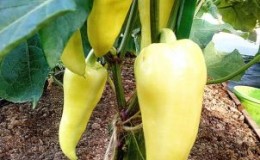 Why the Belozerka pepper variety is good and why it is worth trying to grow it on your site