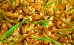 Features of the manufacture and use of wheat seedlings