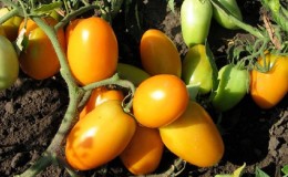 A bright variety with a rich taste - the