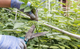How to properly prune raspberries in summer in July and why you need it