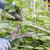 How to properly prune raspberries in summer in July and why you need it