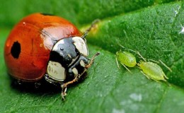 How to deal with aphids on cucumbers from the bottom of the leaves: the most effective measures to save the harvest