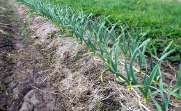 Secrets of winter garlic care in spring