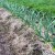 Secrets of winter garlic care in spring