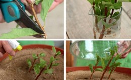 Reproduction of spirea by cuttings in the summer for beginners: rooting methods and further actions