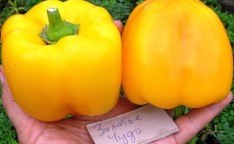 Bright and tasty sweet pepper
